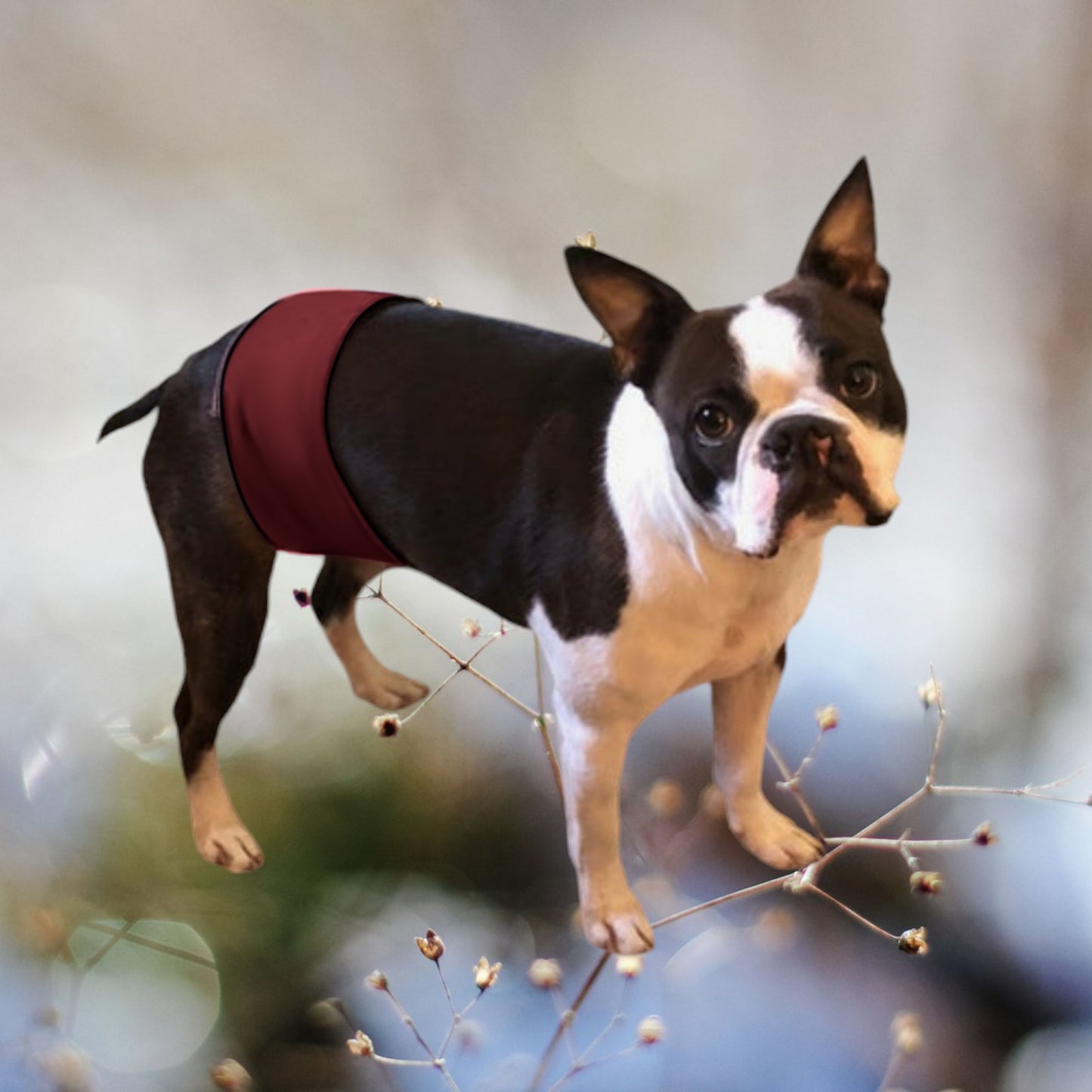 Male Dog Belly Band Wrap - Burgundy Style #1 - Jack & Jill Dog Diapers
