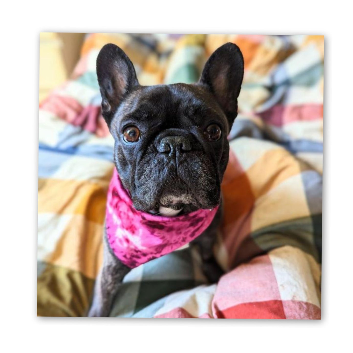 Dog Bandana Snap On - Tie Dye Prints