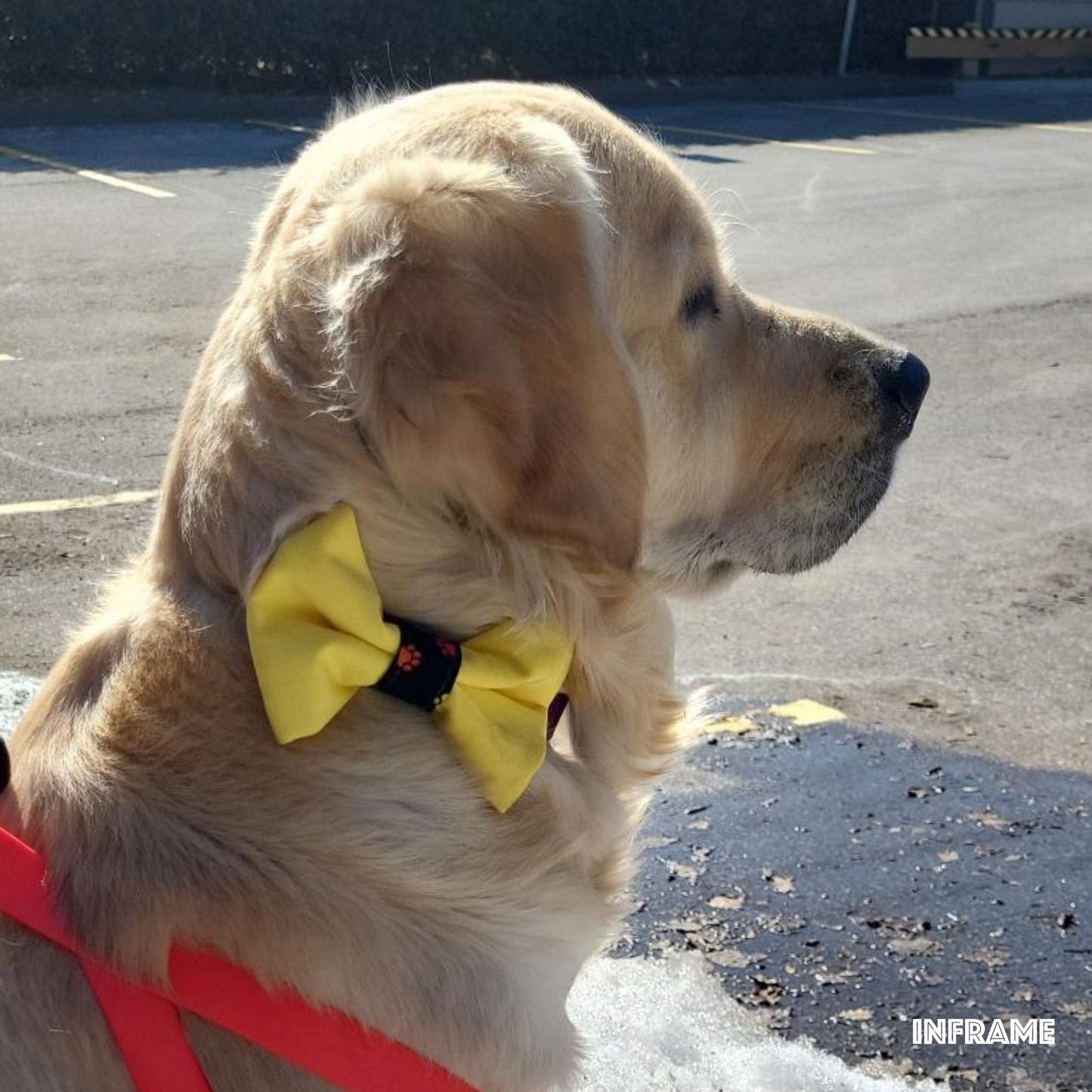 Washable Lemon Bow Tie