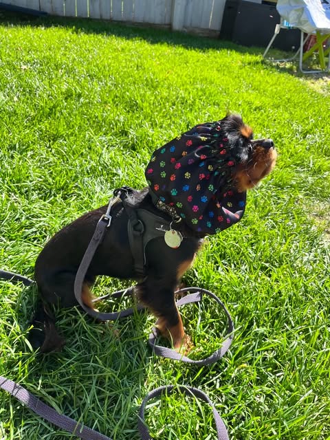 Dog Snood Waterproof | Canadian Maple Leaf Print