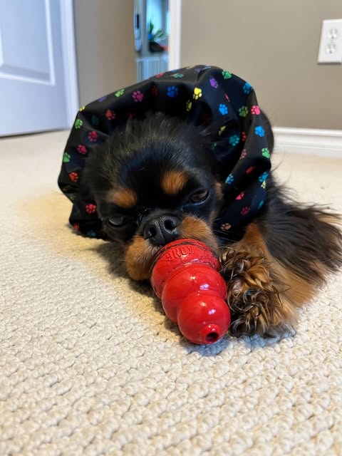 Dog Snood Waterproof | Canadian Maple Leaf Print