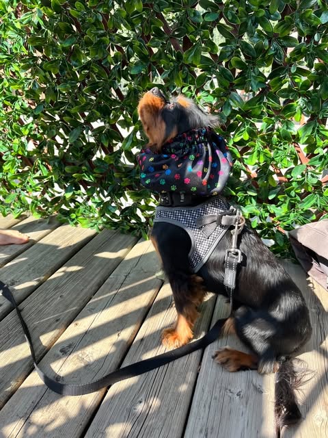 Dog Snood Waterproof | Canadian Maple Leaf Print