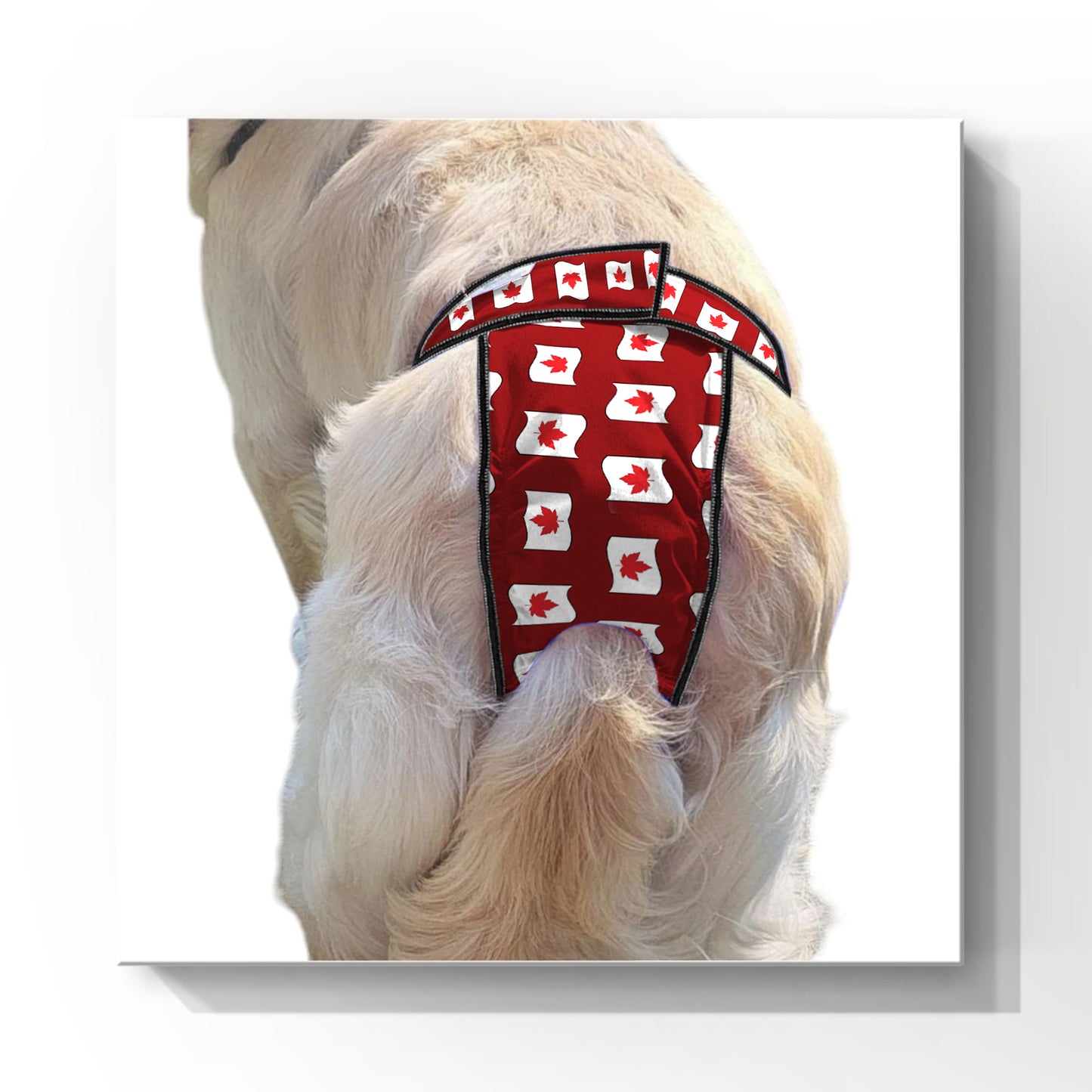 High-Cut Dog Diaper Britches | Canadian Maple Leaf Print