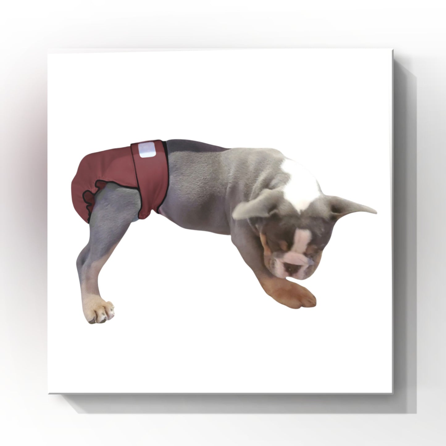 Clearance - Female Dog Diapers