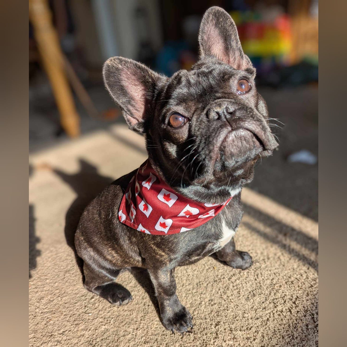 Snap-On Dog Bandana - Premium Quality