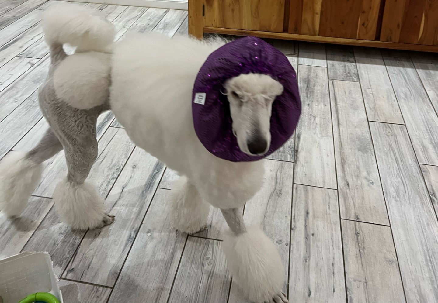 "Dog wearing grape purple sequin snood demonstrating proper fit and style"