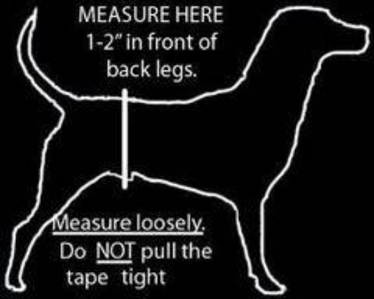 Male Dog Belly Band Wrap - Black Style #1 - Jack & Jill Dog Diapers