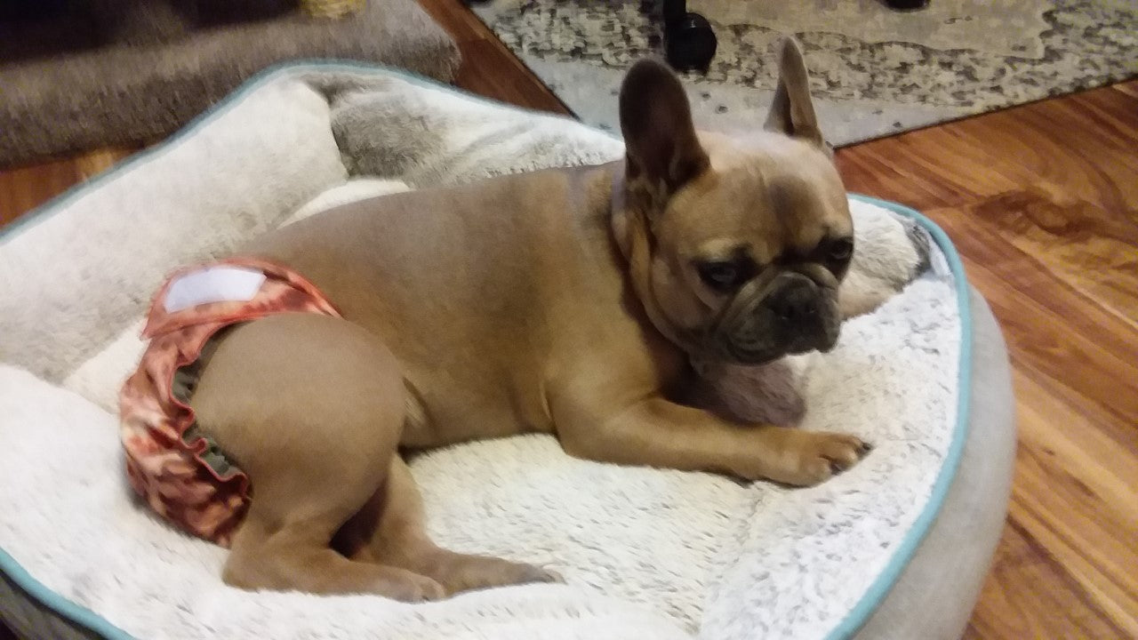 Female Dog Diaper - Britches - Without Tail Opening - Brown Tie Dye - Jack & Jill Dog Diapers