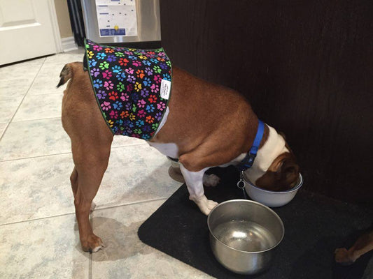 Male Dog Diapers