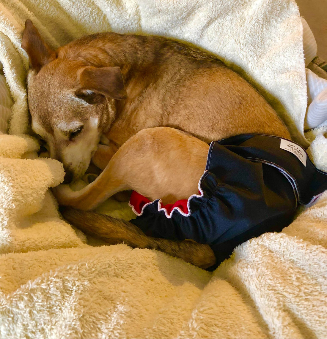 Small dog curled up resting comfortably in a navy blue Jack & Jill washable dog diaper during heat cycle
