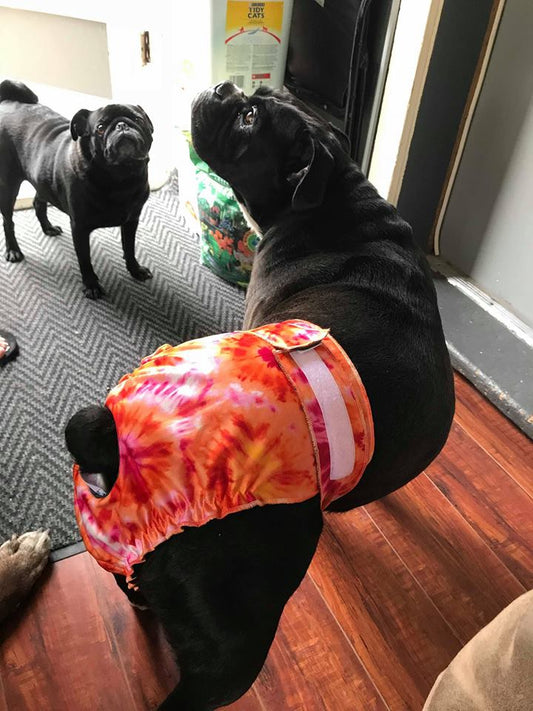 Diapers for female dogs