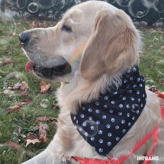 Choosing the Perfect Waterproof Dog Bandana