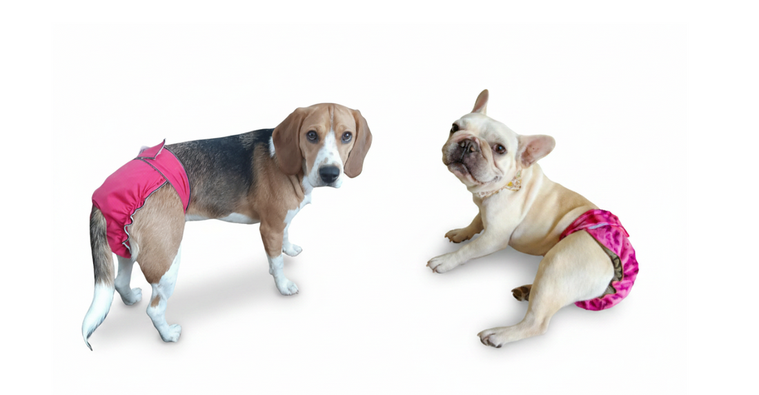 Beagle wearing pink Jack & Jill washable dog diaper with tail opening beside a French Bulldog wearing pink dog diaper without tail opening — Canadian-made dog britches