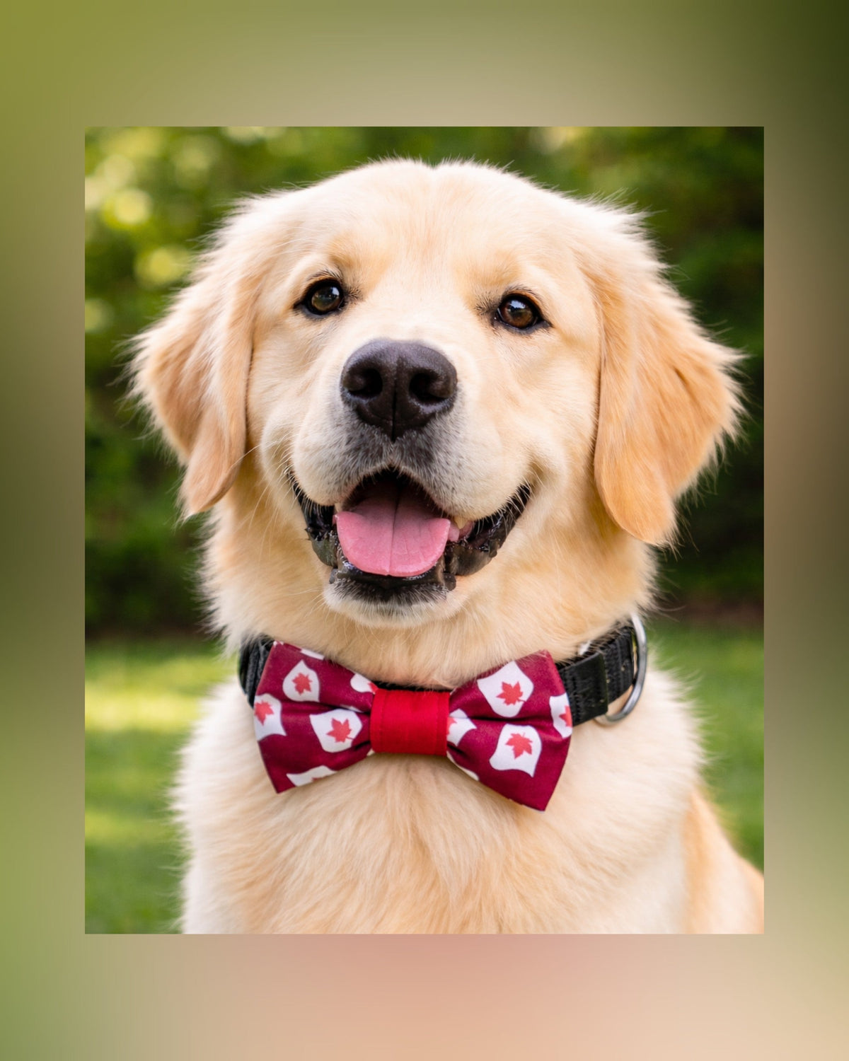 A variety of colorful Jack & Jill dog accessories, including patterned bandanas, bow ties, and a snood, displayed on a bright background with the words Accessories & Style.