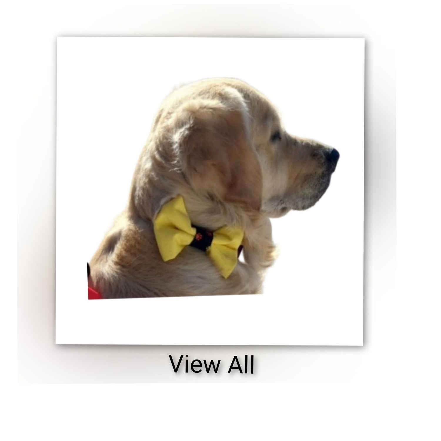 Dog Collar Bow Tie - View All