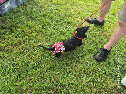 Female Dog Diaper Britches | With Tail Opening |Canadian Maple Leaf Print