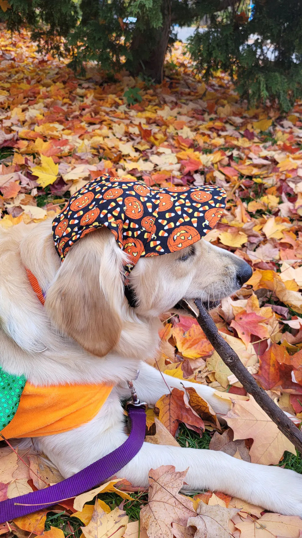 Dog Visor Hat - Bat's