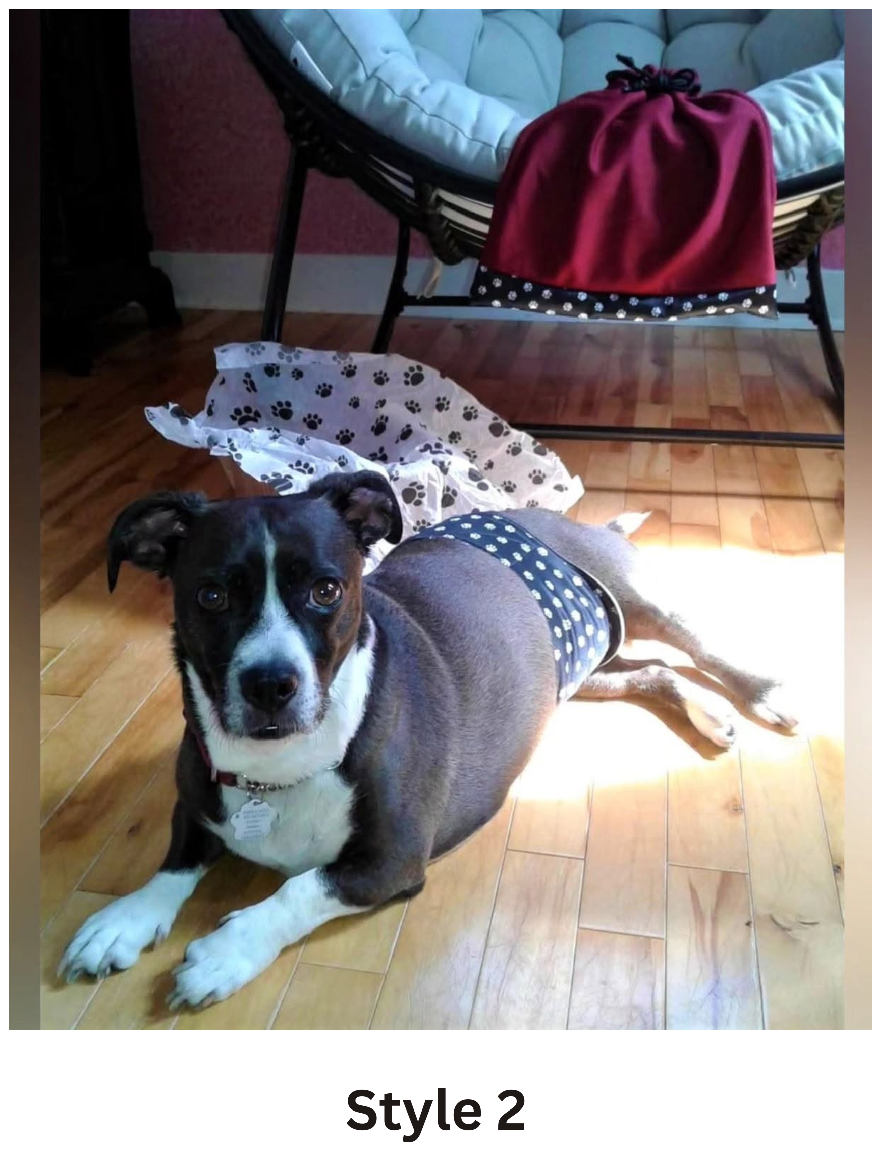 A black and white dog lying on a wooden floor wearing a navy blue and white polka dot male dog diapers , male dog belly bands