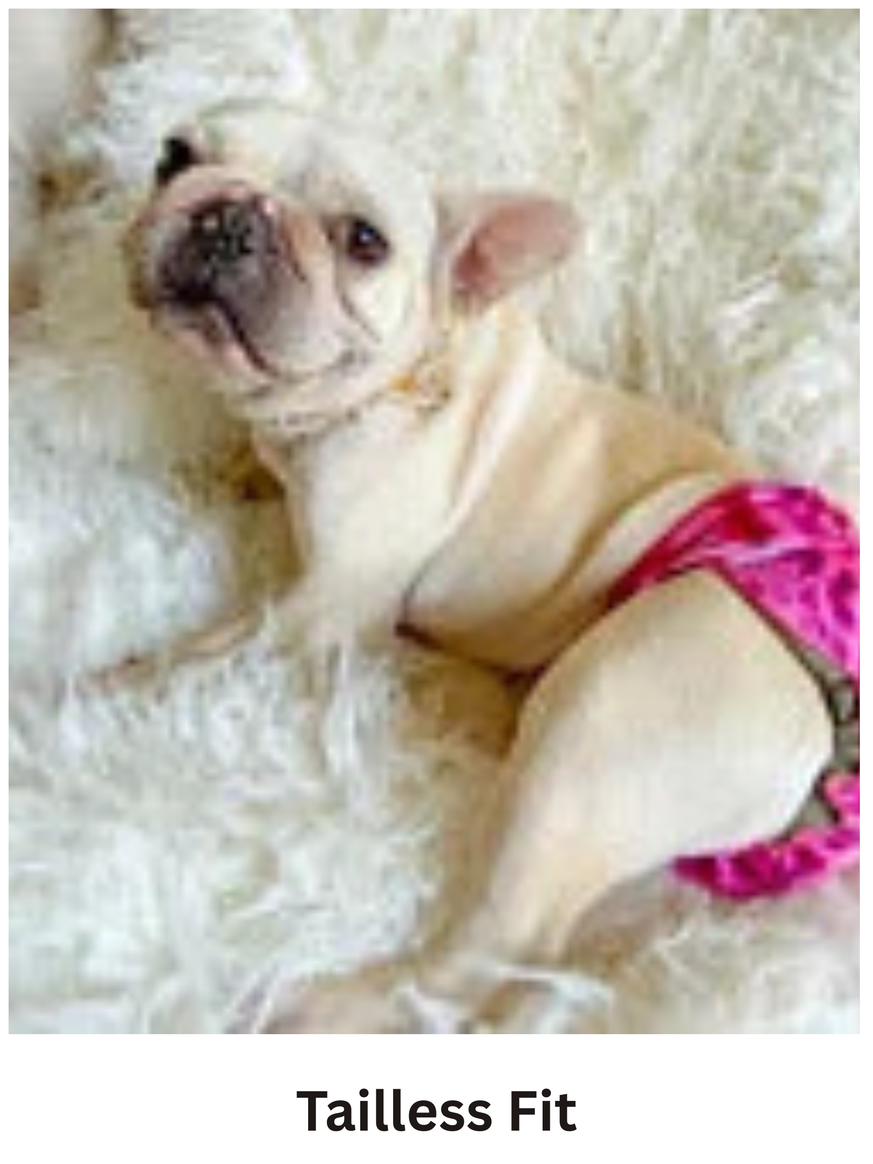 A small cream-colored dog lying on a fluffy white rug, wearing a regular fit female dog diaper, washable dog diapers