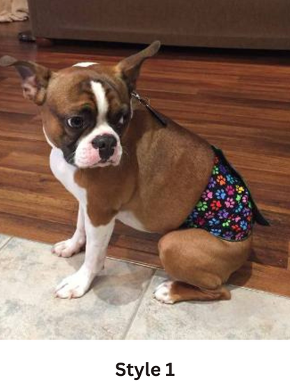 A brown and white Boston Terrier wearing a colorful floral print male dog diaper