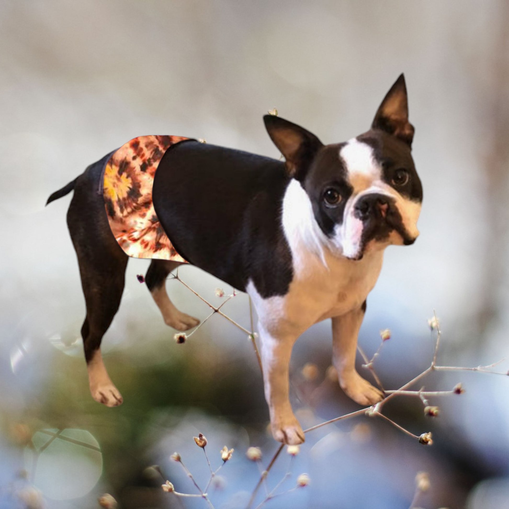 Male Dog Belly Band Wrap -Tie Dye  Brown Style #1 - Jack & Jill Dog Diapers