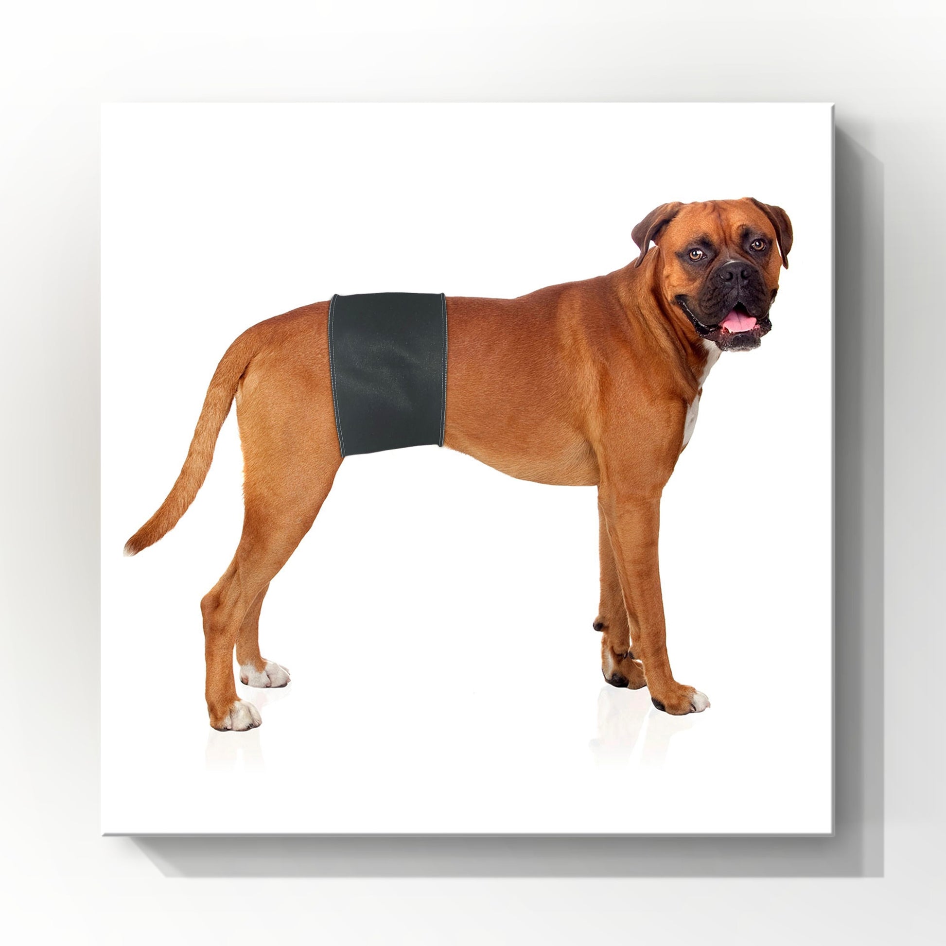 Male Dog Belly Band Wrap |Black Print Style X-Small 9