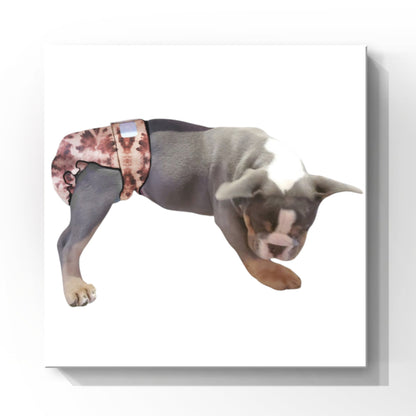 Female Dog Diapers (Britches) - Washable
