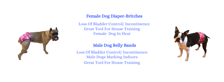 Dog ate top diaper