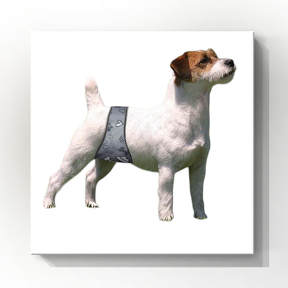 Style 2 Male Belly Band – Contoured Fit for Smaller Dogs