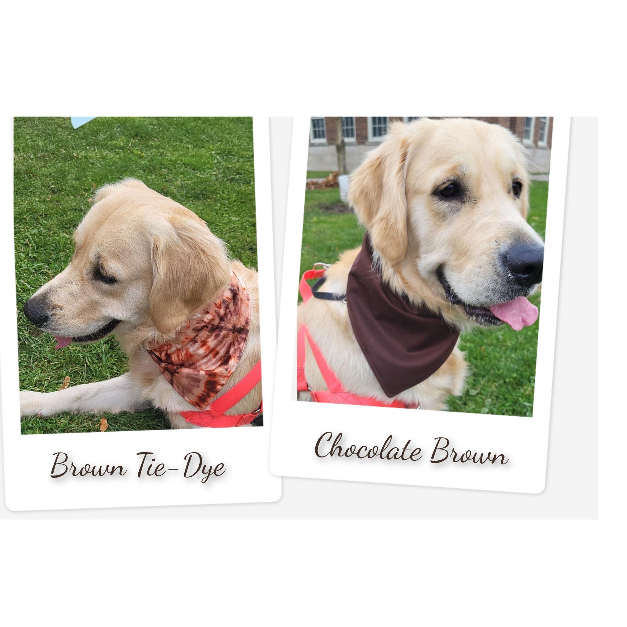 Browns 2025 dog bandana