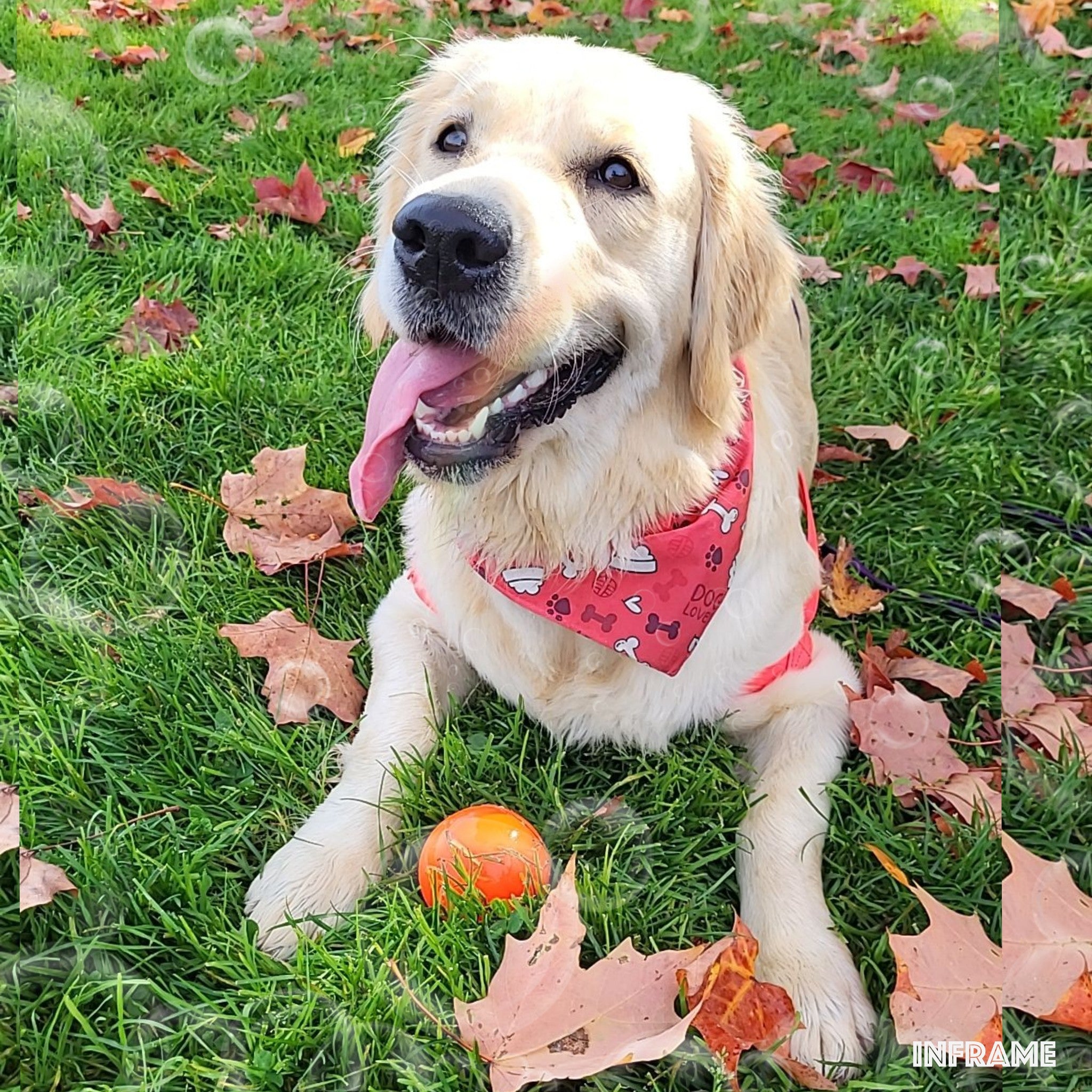 Logo deals dog bandanas