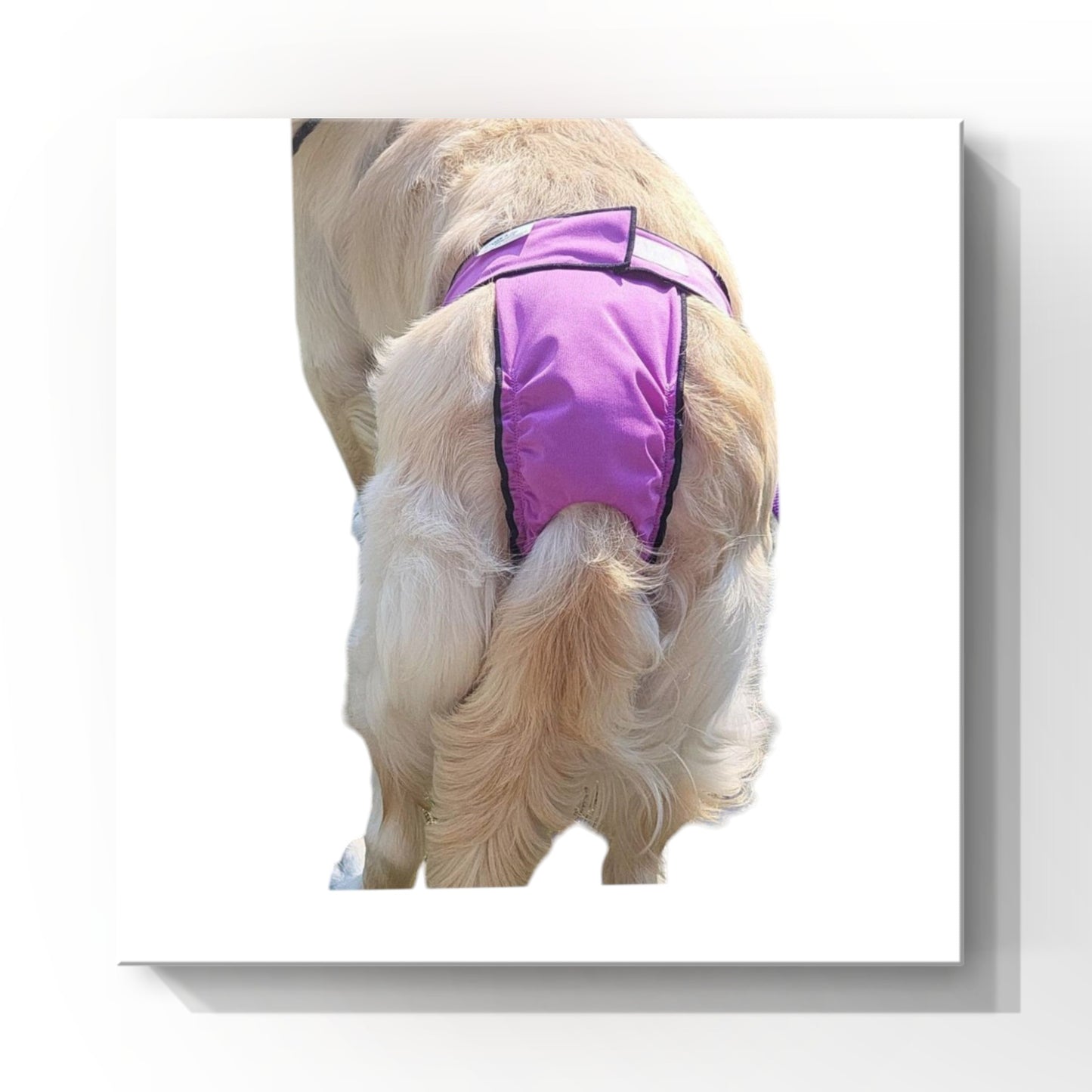 High-Cut Dog Diaper Britches | Violet Print