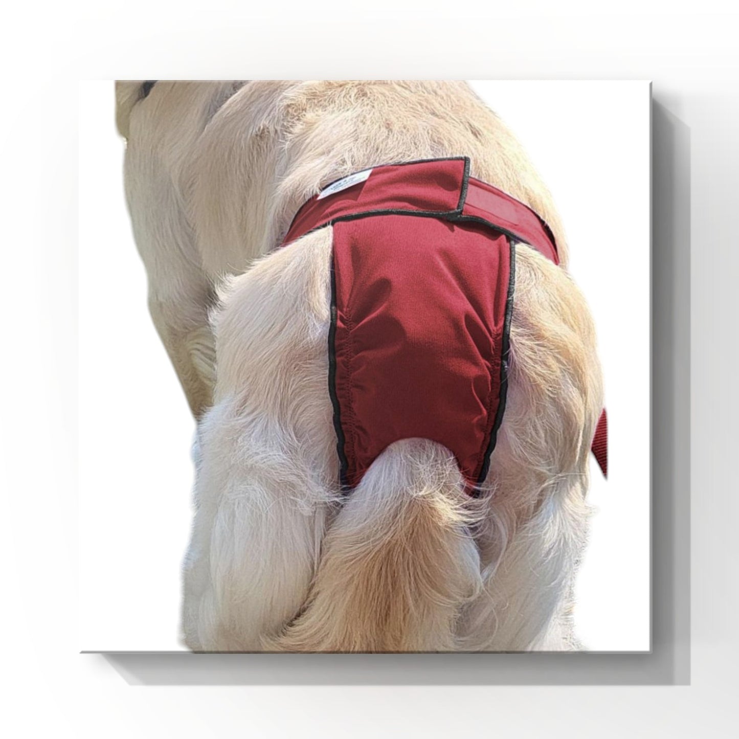 High-Cut Dog Diaper Britches | Burgundy Print