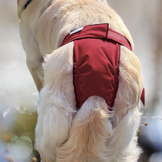 High-Cut Diaper-Britches- Burgundy - Jack & Jill Dog Diapers