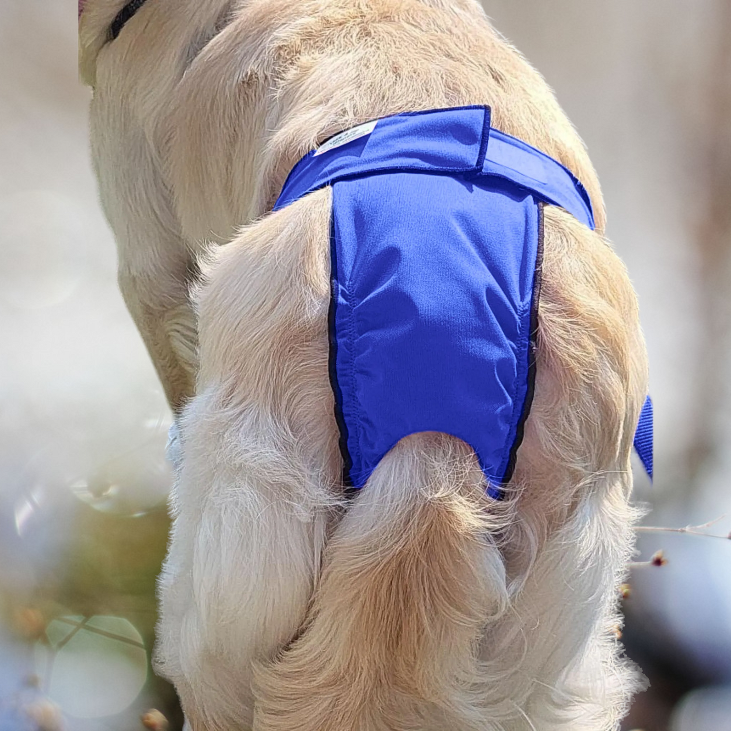 High-Cut Diaper-Britches- Royal Blue - Jack & Jill Dog Diapers