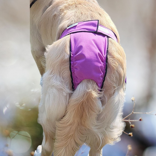High-Cut Diaper-Britches- Violet - Jack & Jill Dog Diapers