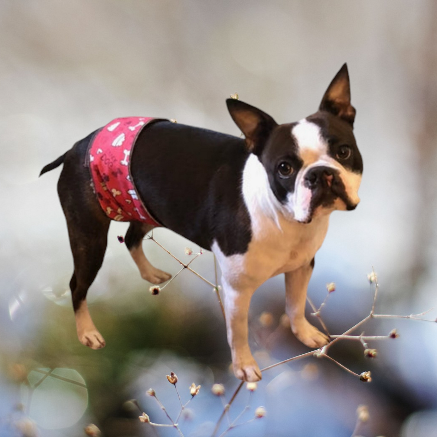 Male Dog Belly Band Wrap - Red Bones Style #1 - Jack & Jill Dog Diapers