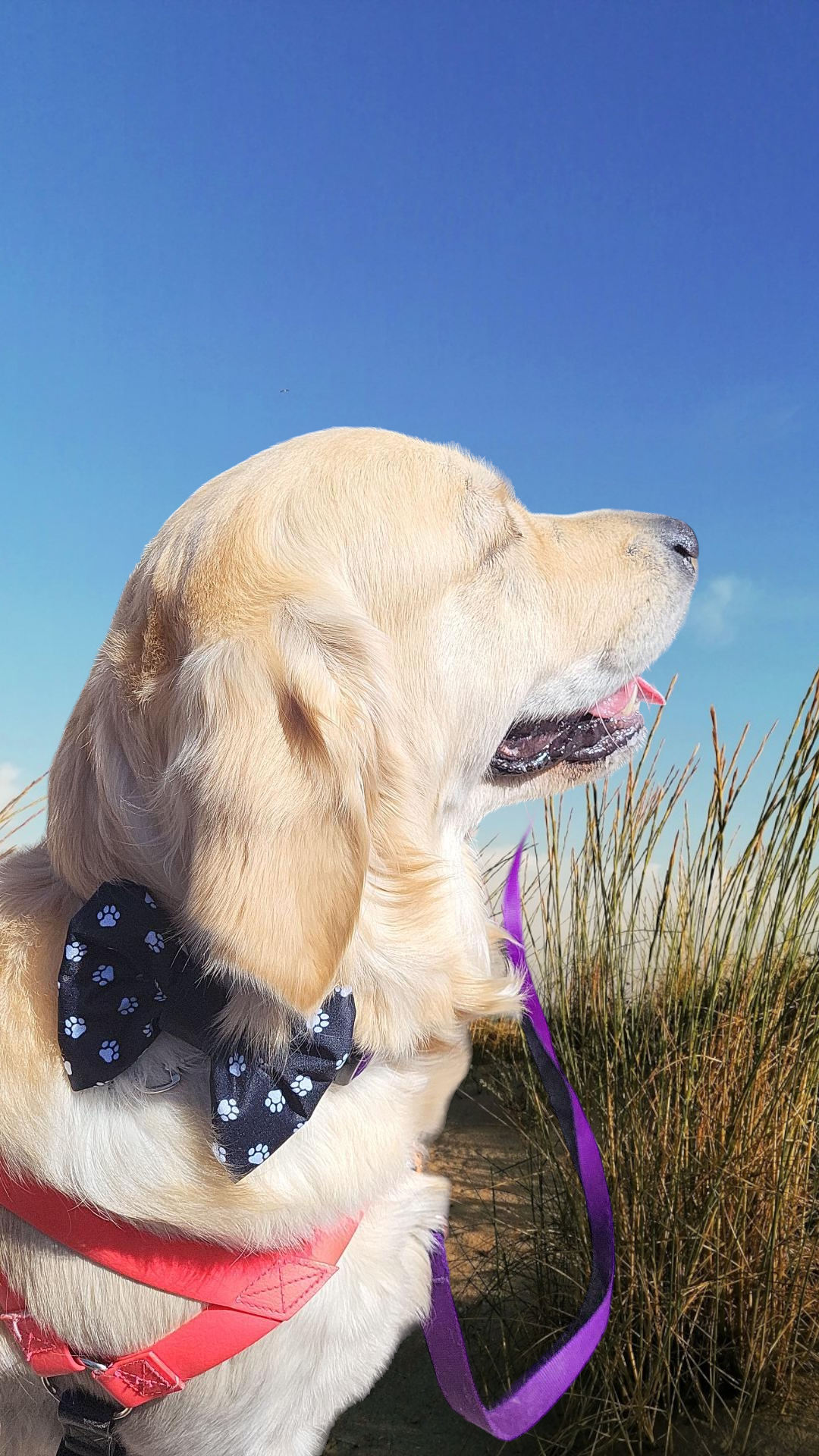 Collar Bow Tie - Paws