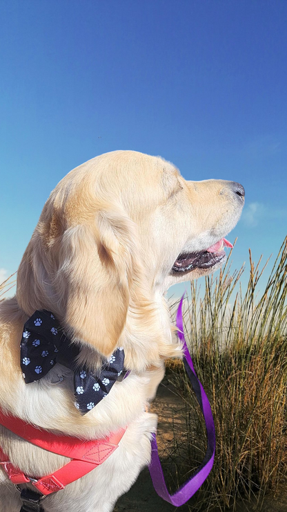 Collar Bow Tie | Paw Print