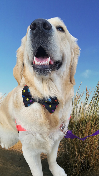 Collar Bow Tie | Paw Print