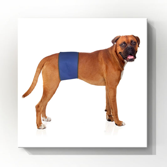 Male Dog Belly Band Wrap | Royal Blue Print | Style 1