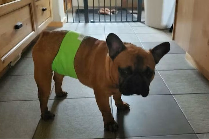 Male Dog Belly Band – Contoured Fit