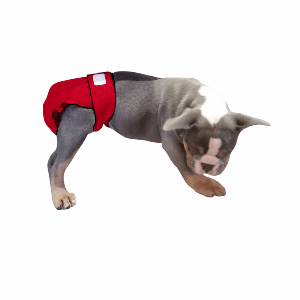 Regular Fit For Docked & No-Tail Dogs