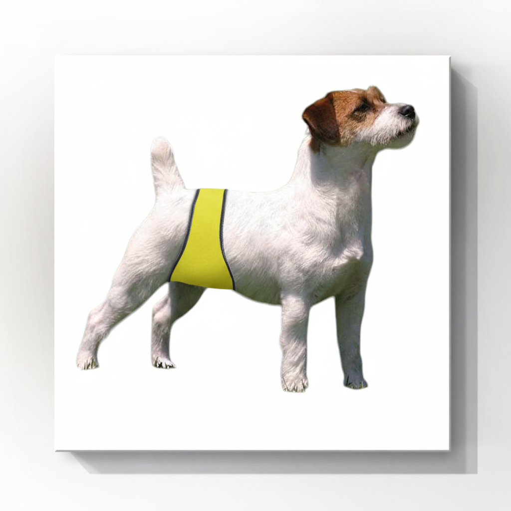 Jack Russell with lemon yellow belly band