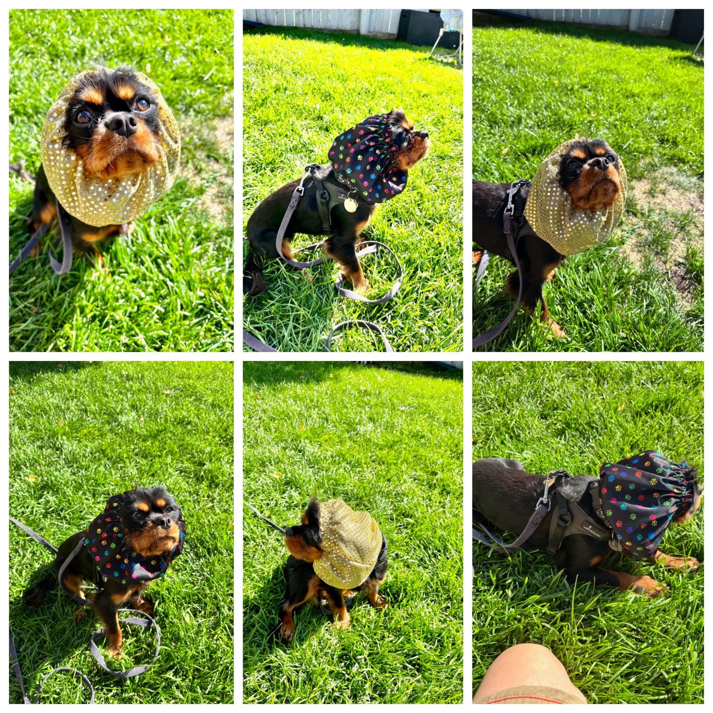 Dog Snoods - Waterproof & Sequin Ear Covers