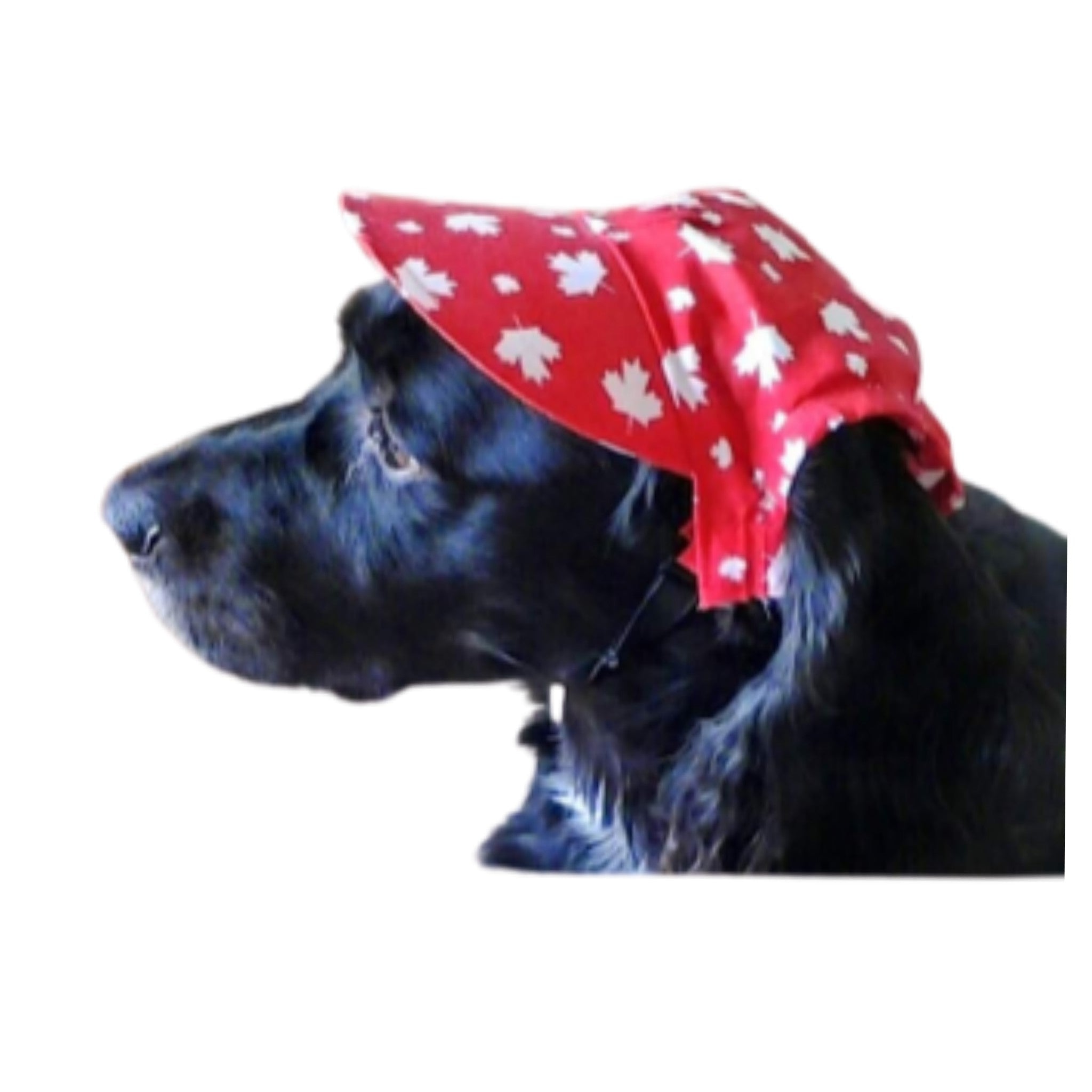 Dog best sale visor hat