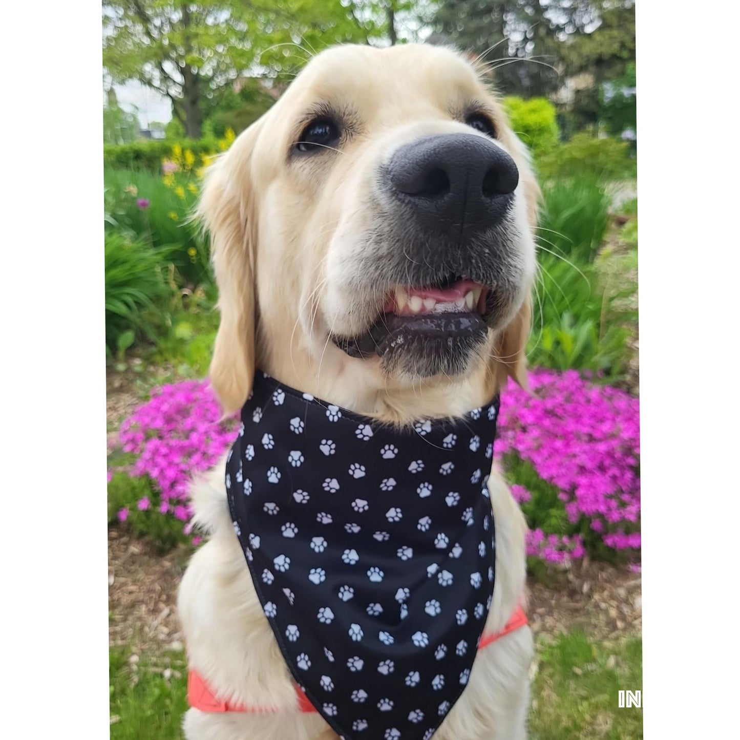 Dog Bandana  Scrunchie - White Paw Print/ Black