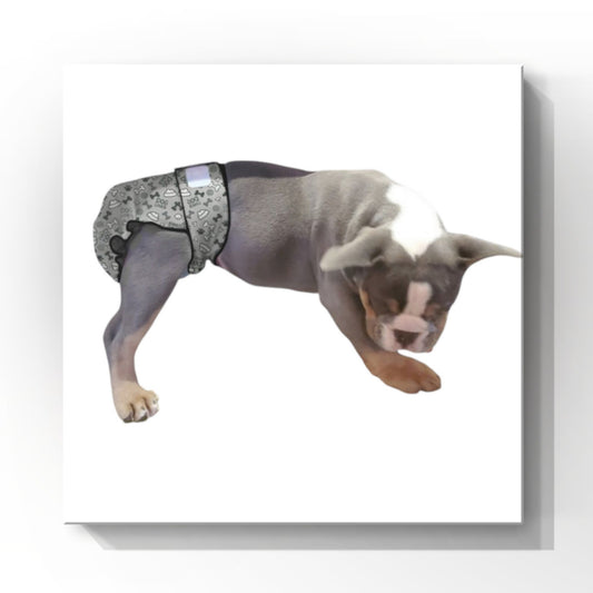 Female Dog Diapers (Britches) | No Tail Opening | Grey Bones Print