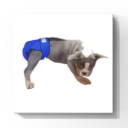 Female Dog Diapers (Britches) | No Tail Opening | Royal Blue Print