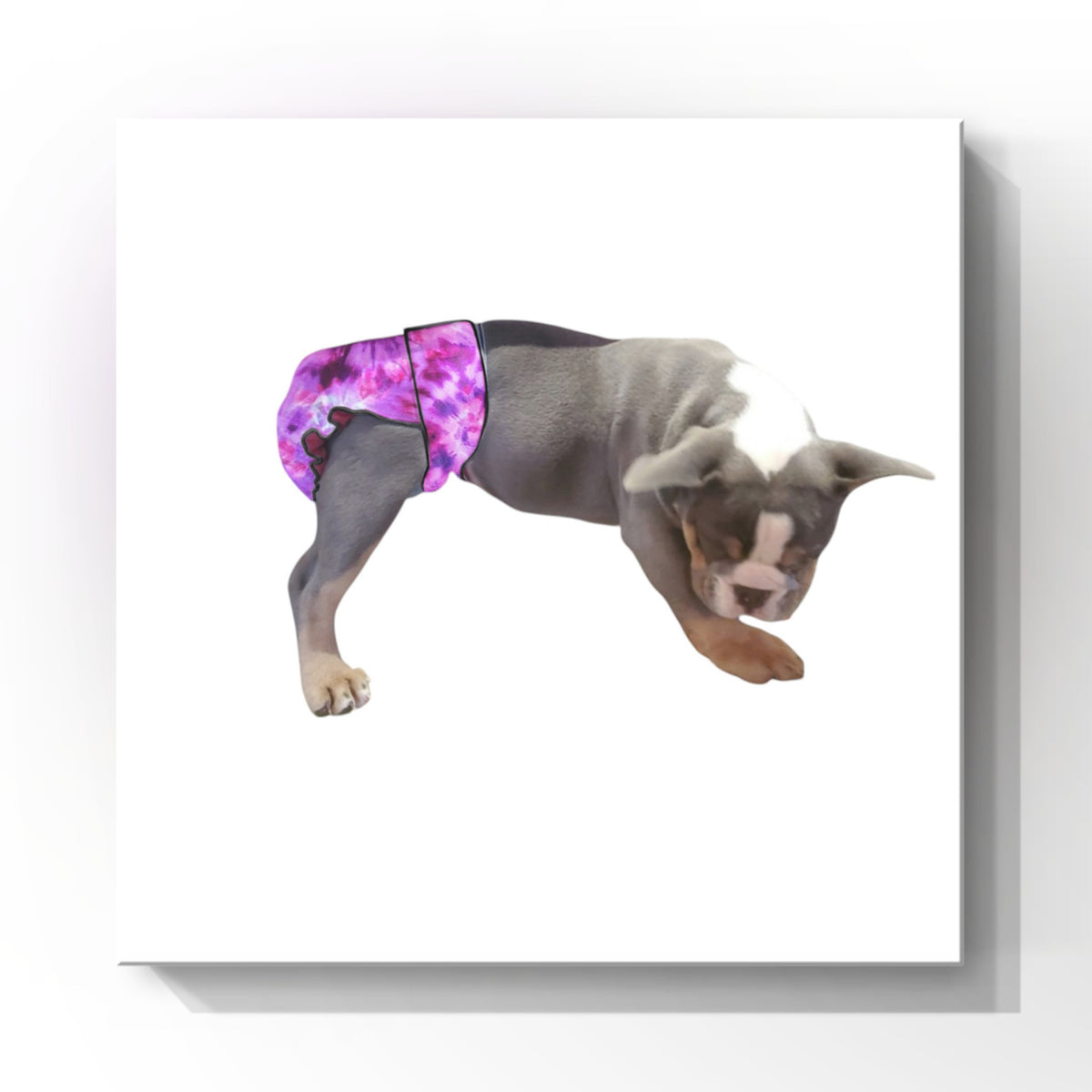 Regular Fit For Docked & No-Tail Dogs